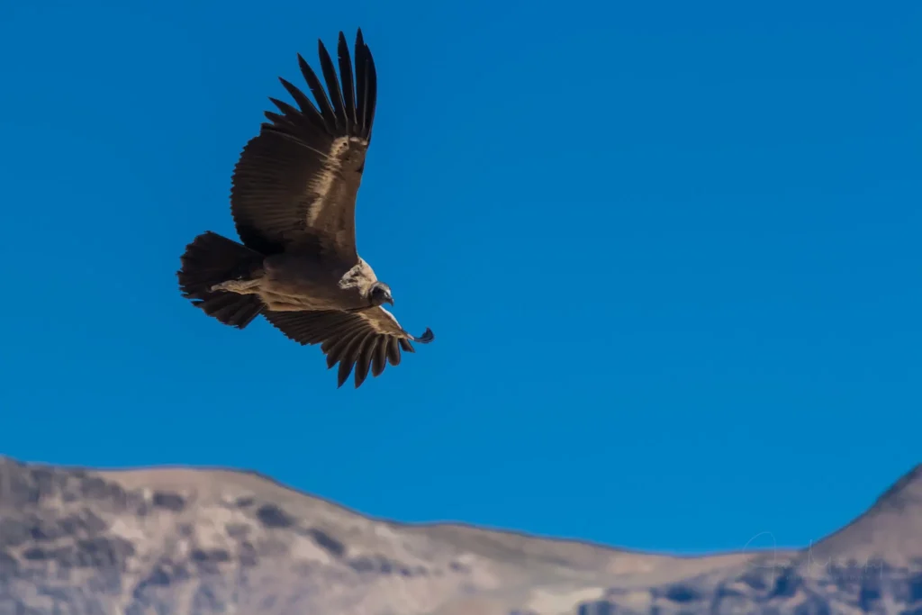 Kondor andský, kaňon Colca, Peru