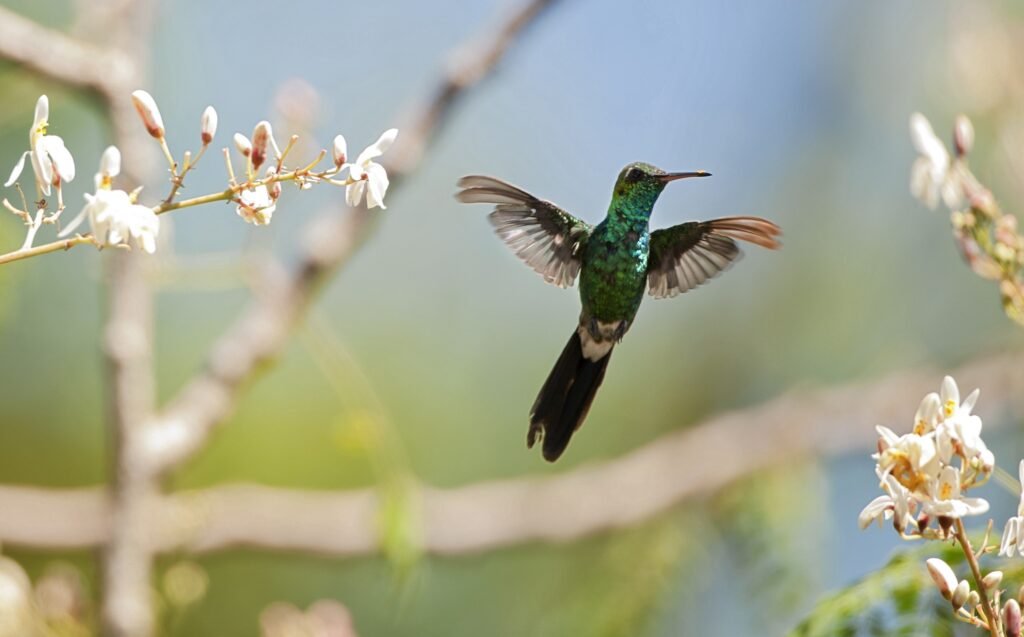 Kubánský smaragdový kolibřík (Chlorostilbon ricordii), Cienaga de Zapata, Kuba