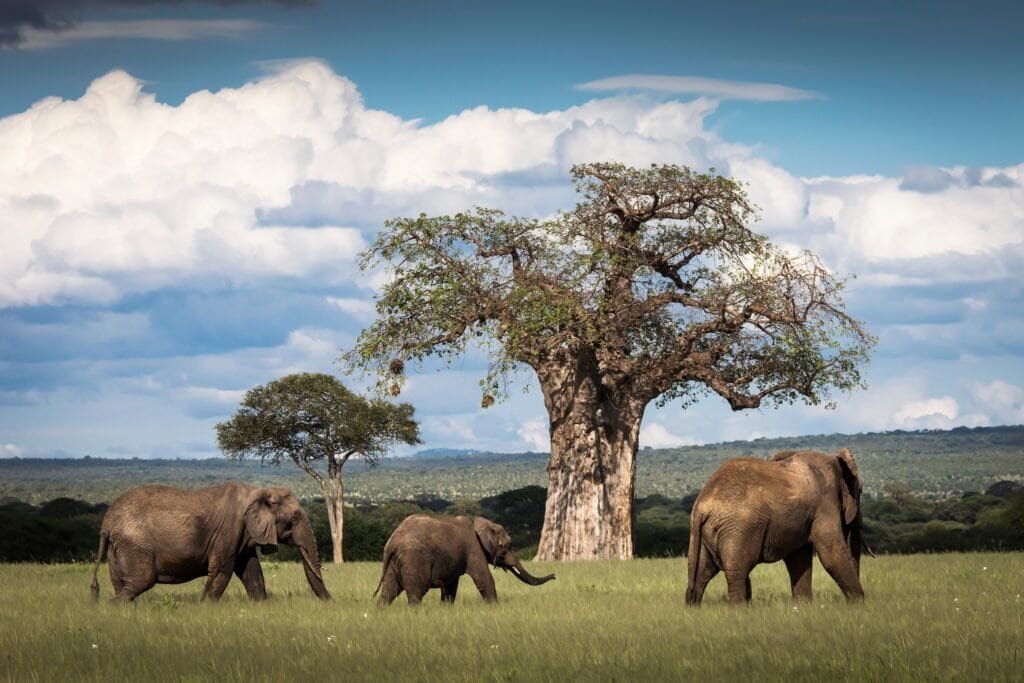 Sloni během safari v národním parku Tarangire, Tanzanie