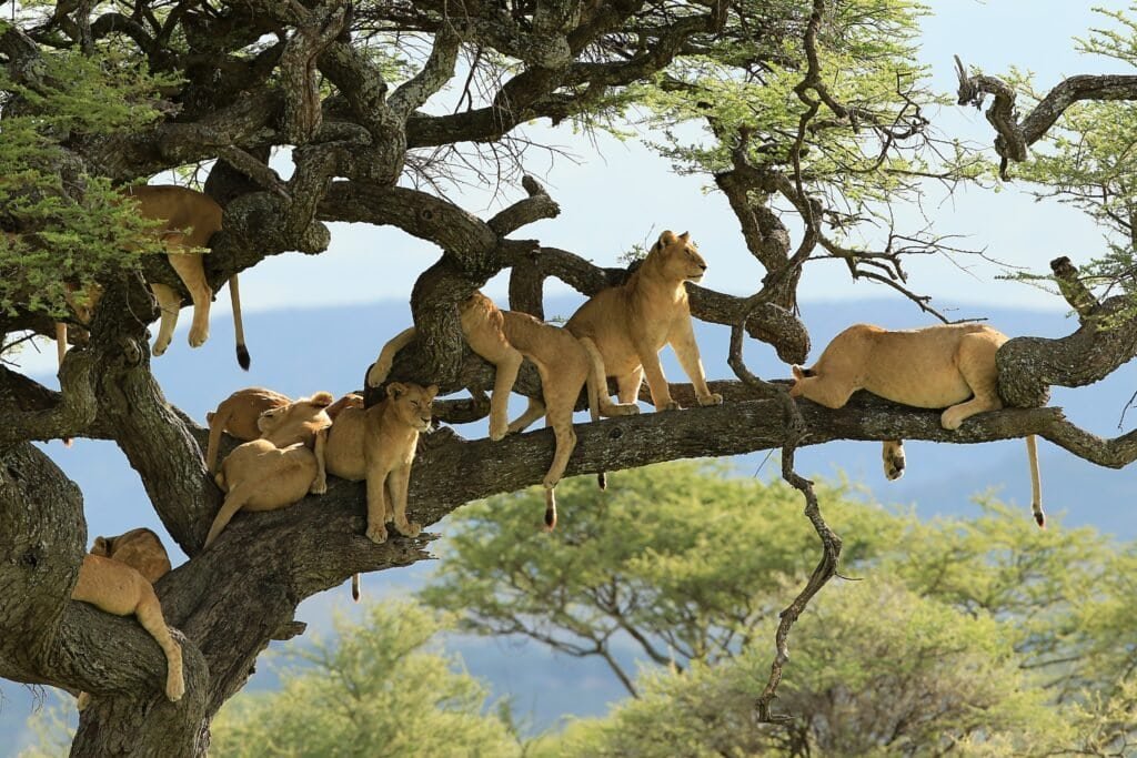 Smečka lvů na stromě v národním parku Serengeti, Tanzanie