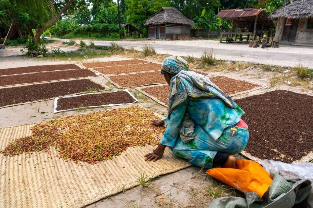 Žena rozprostírající hřebíček k sušení na ostrově Pemba, Zanzibar, Tanzanie