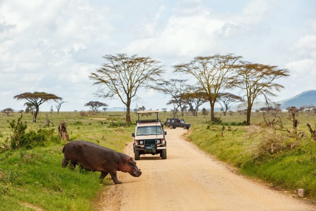Hroch přecházející přes cestu na safari, Tanzanie