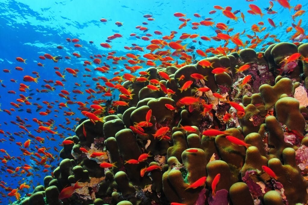 Korálový útes a hejno barevných ryb, Zanzibar, Tanzanie
