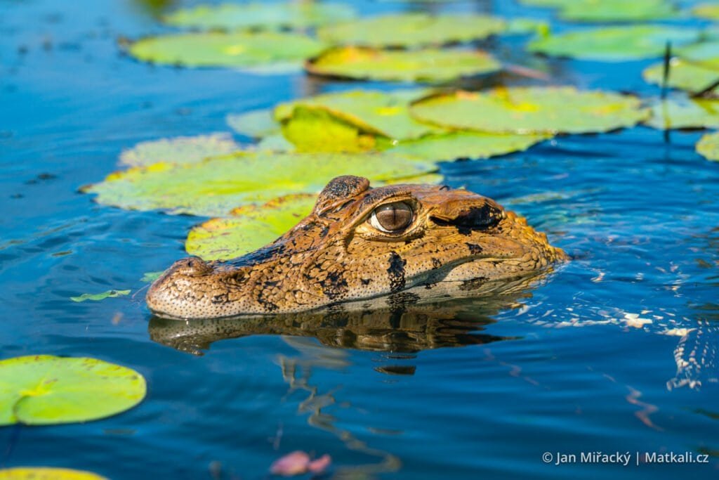 Peru zajimavosti kajman amazonie 2