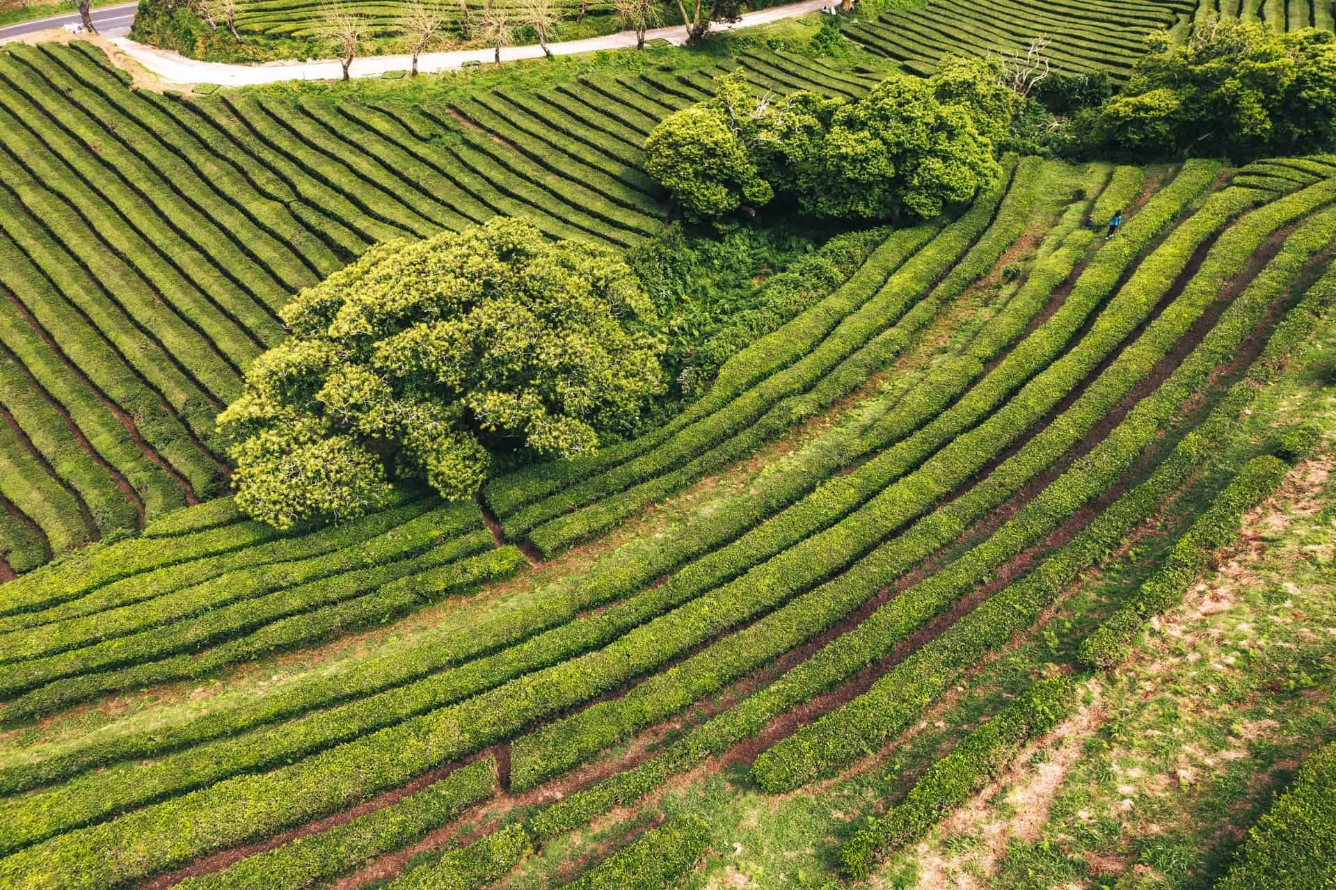 Čajová plantáž a továrna Chá Gorreana se zelenými řadami čajovníků, Sao Miguel