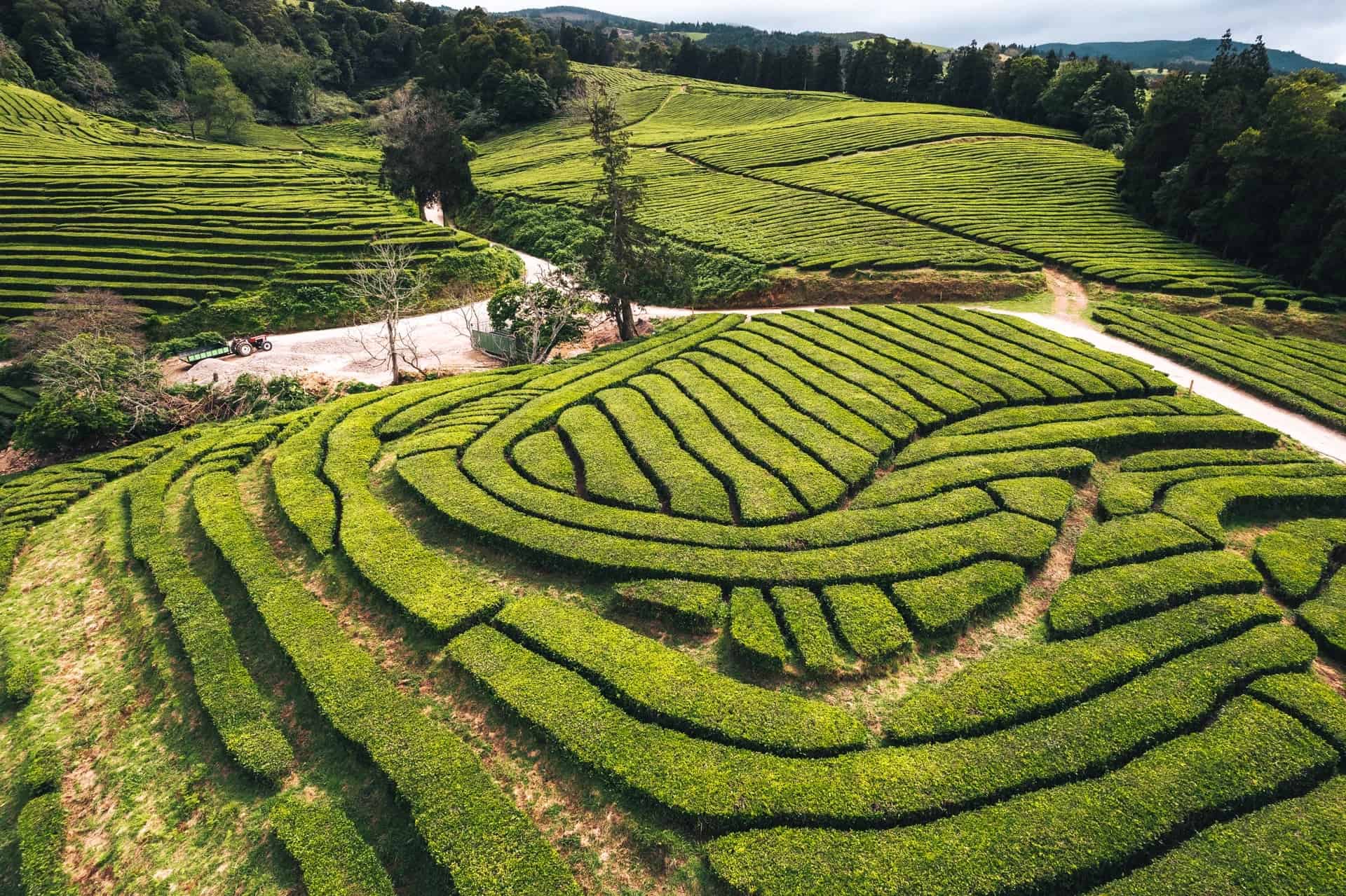 Letecký pohled na řady čajové plantáže Chá Gorreana na svazích kopců, Sao Miguel, Azory