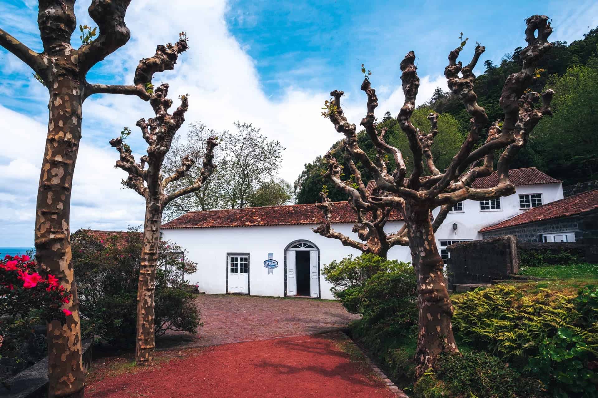 Bílá budova čajové plantáže Chá Porto Formoso s typickými zastřiženými stromy, Sao Miguel, Azory
